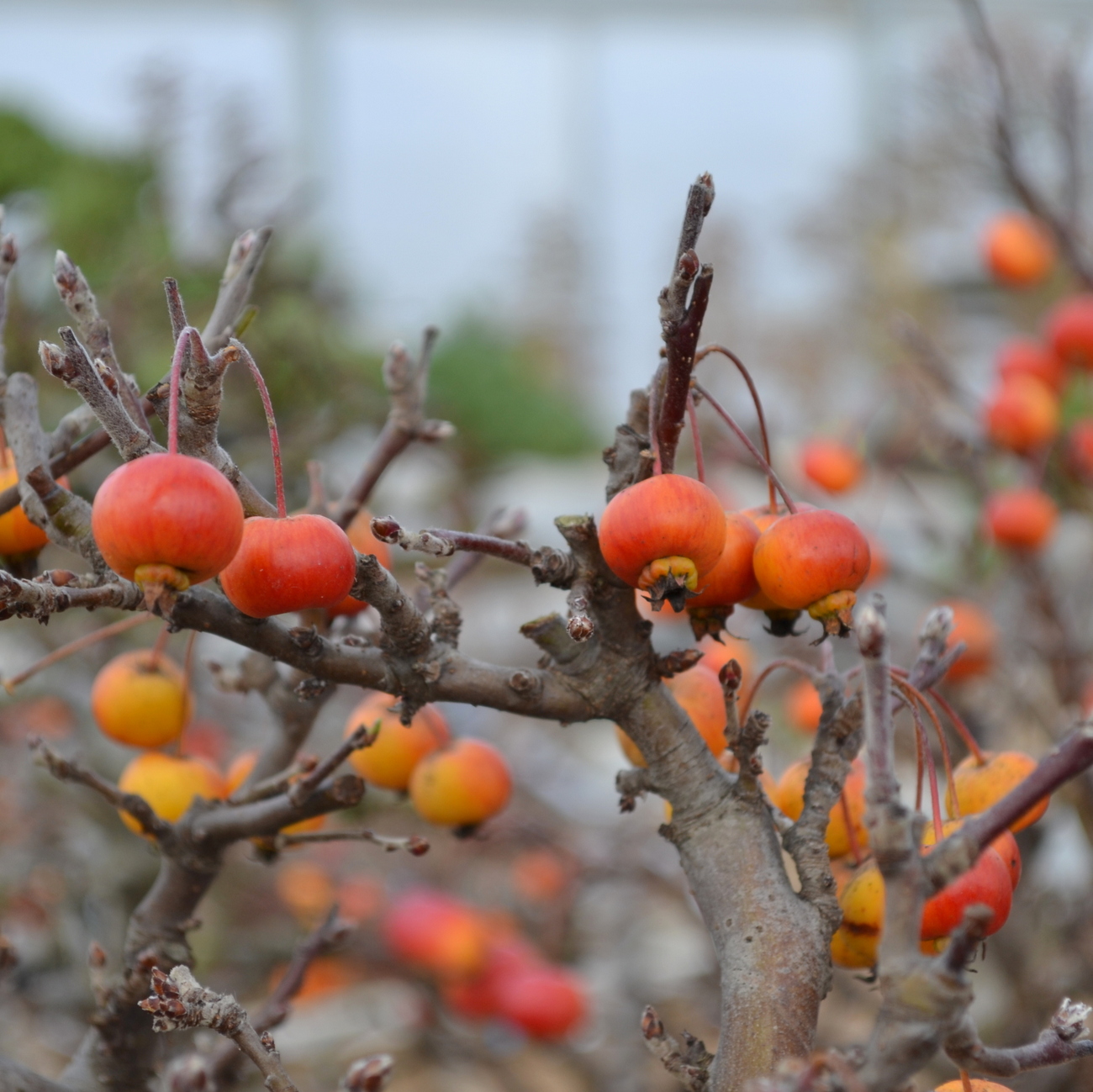 Frucht