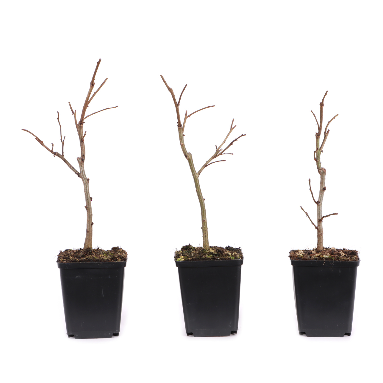 Ulmus glabra