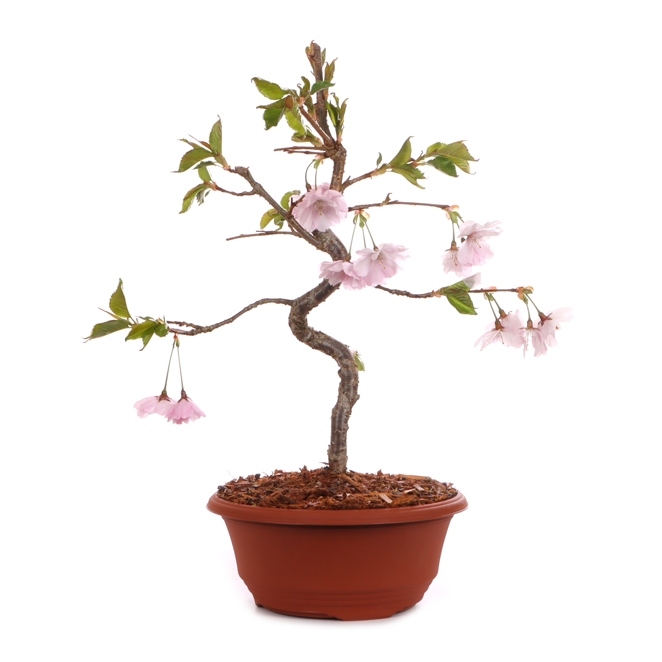Prunus 'Accolade'