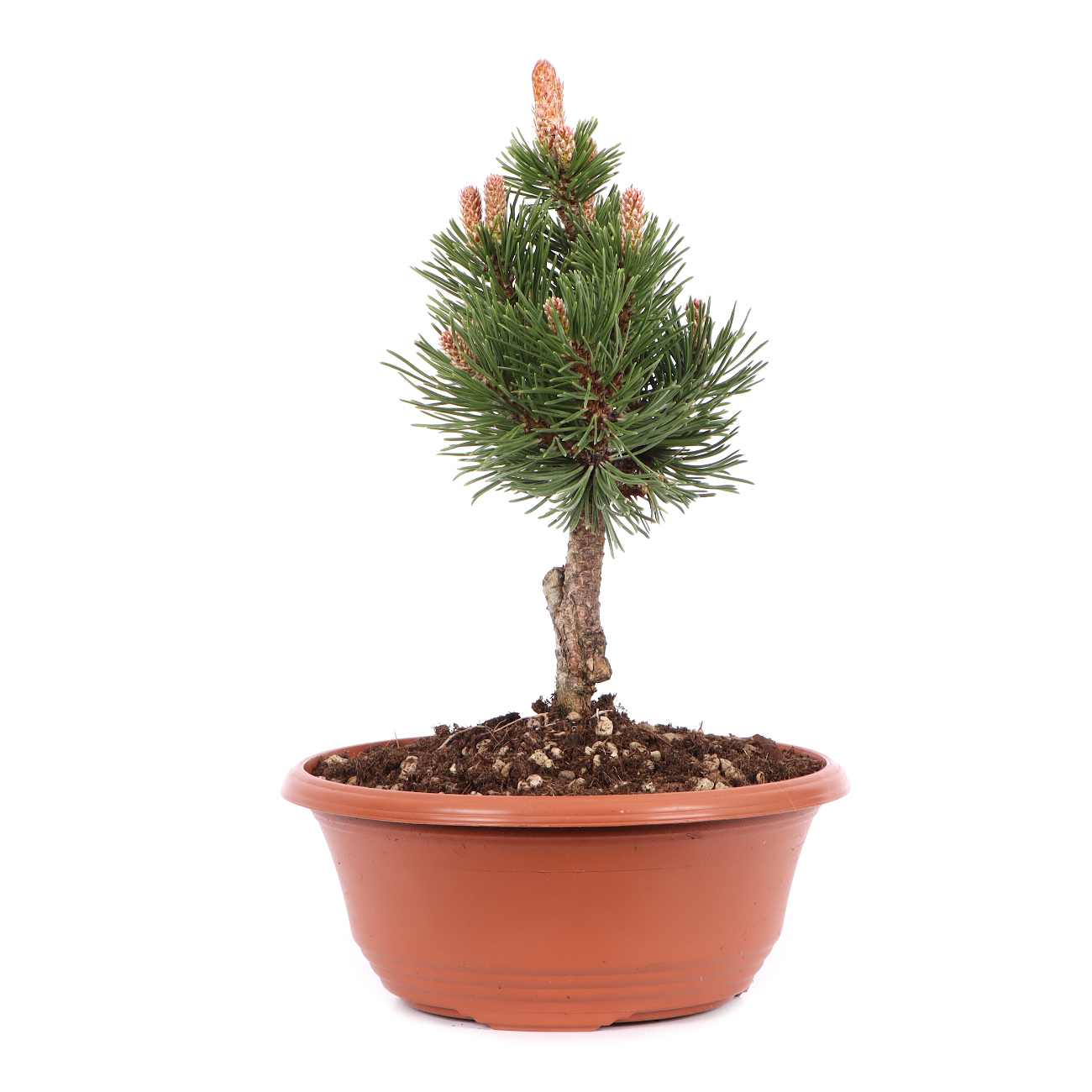 Pinus mugo 'Sherwood Compact'