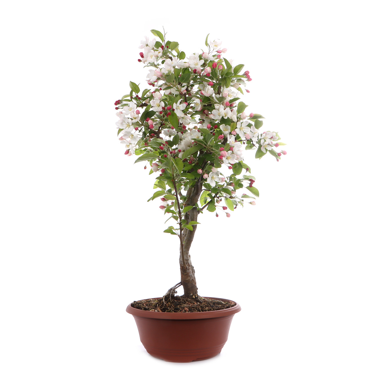 Malus spec.