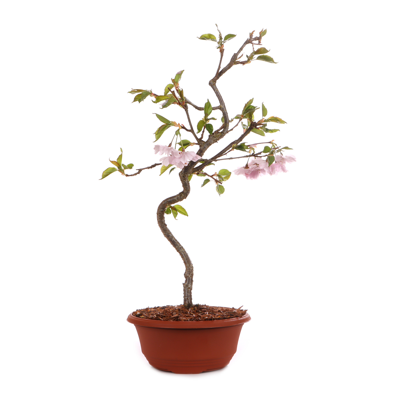 Prunus 'Accolade'