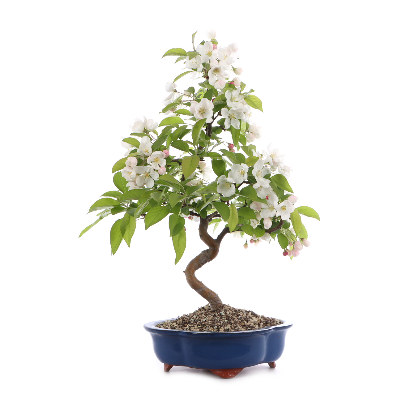 Malus spec.