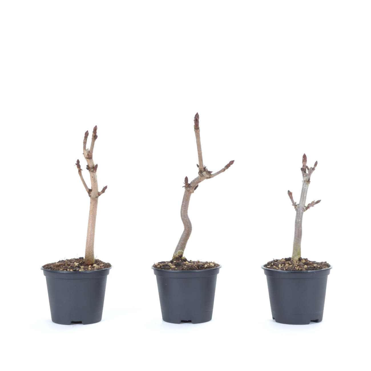 Aesculus hippocastanum