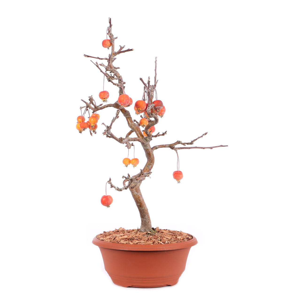 Malus spec.