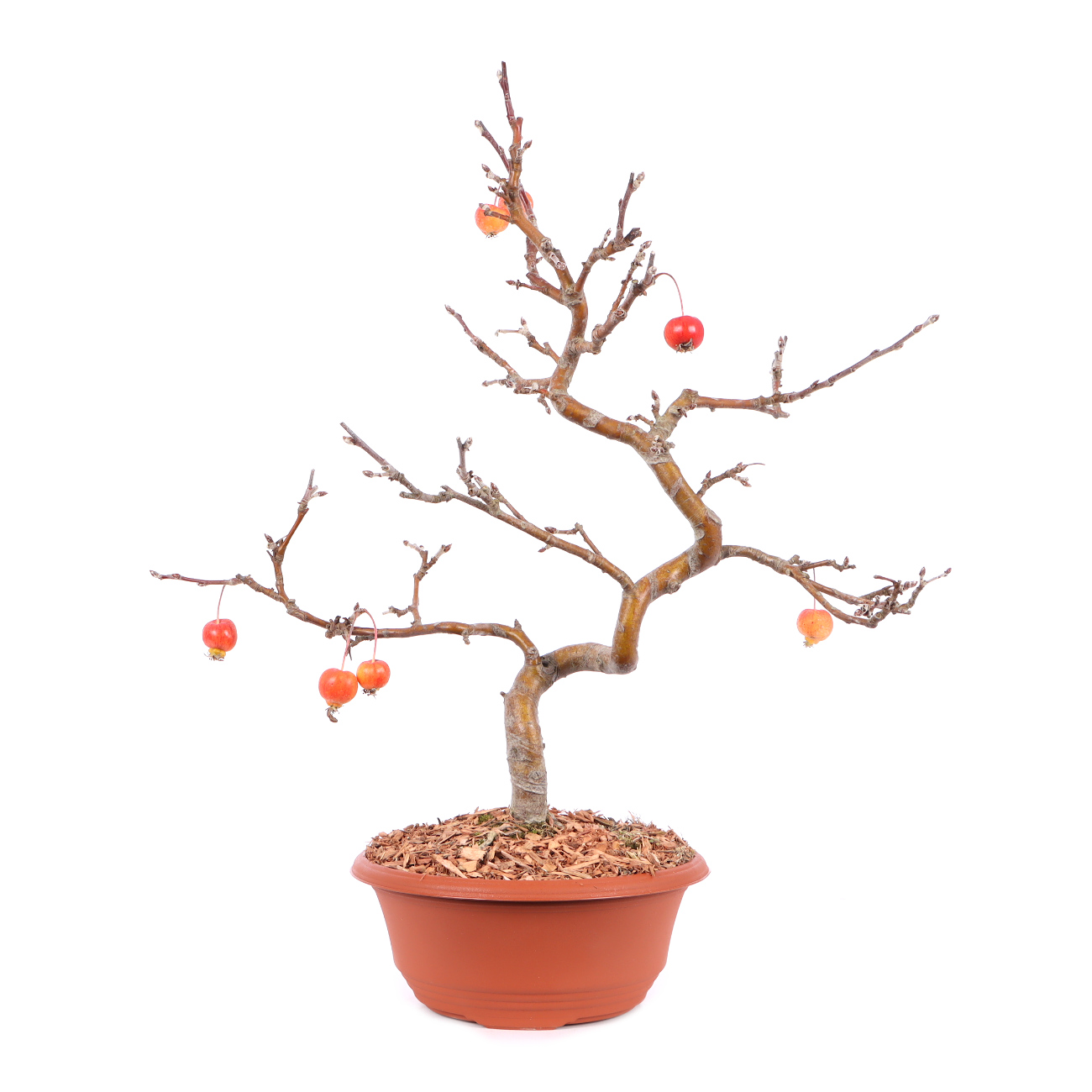 Malus spec.