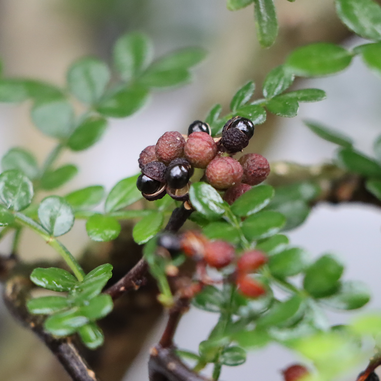 Frucht