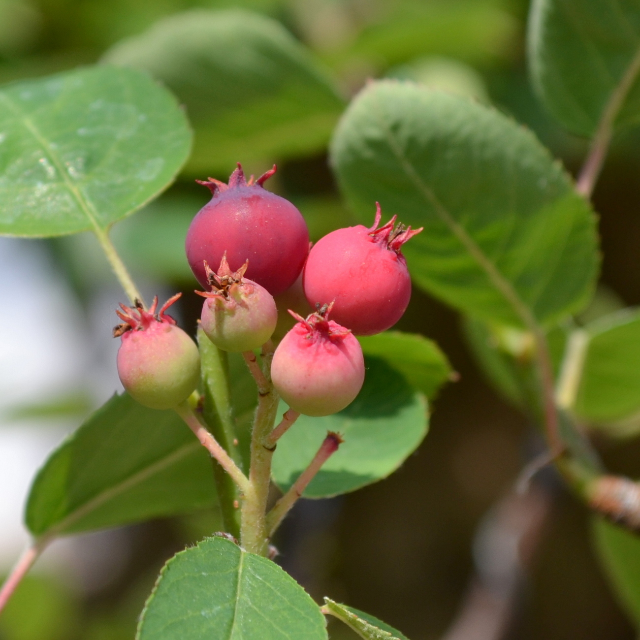 Frucht