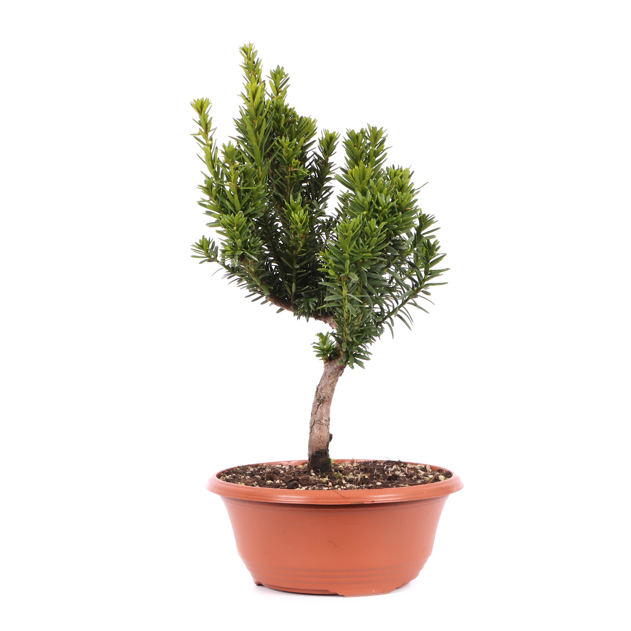 Taxus x media 'Hillii'
