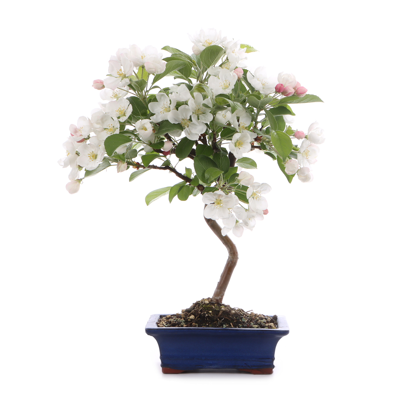 Malus spec.