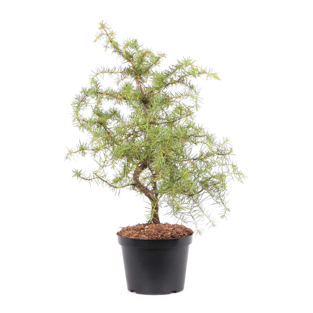 Juniperus communis