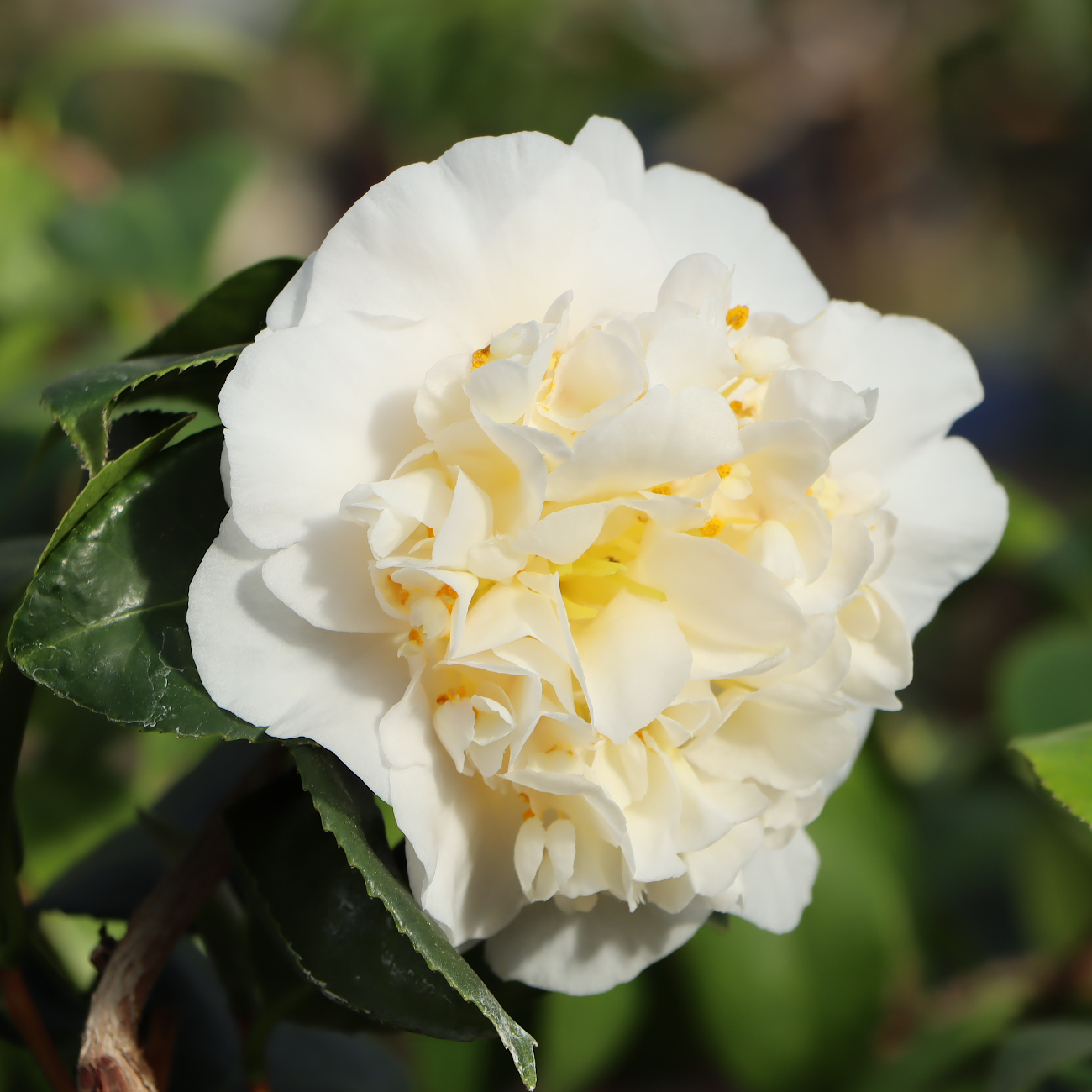 Blüte