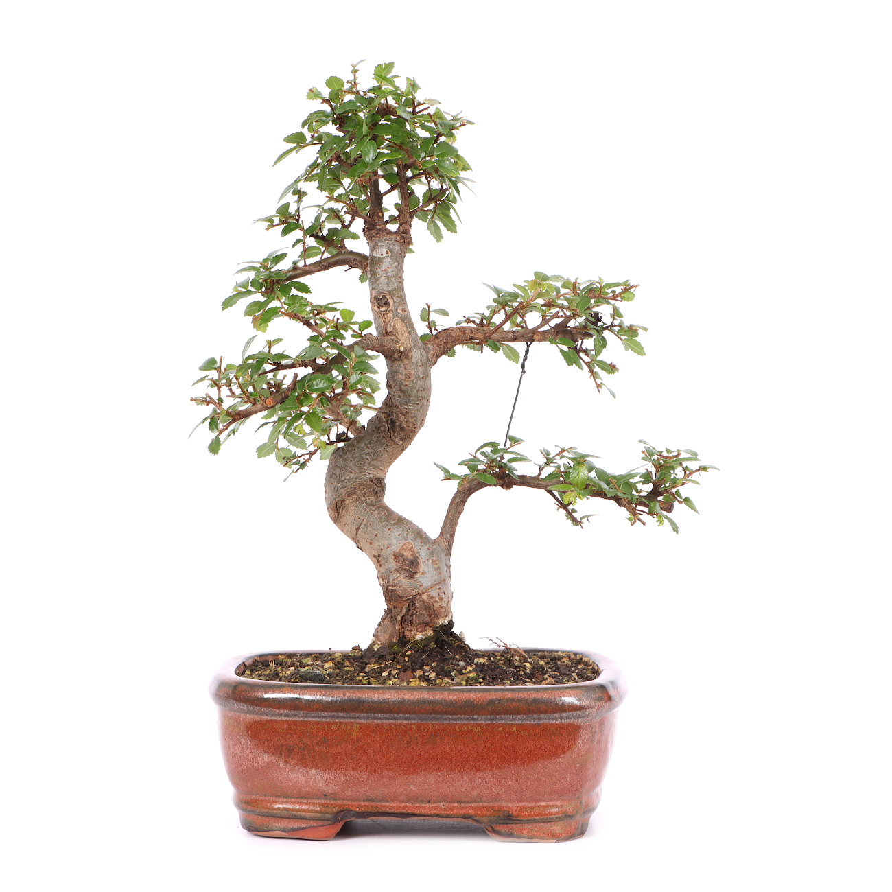 Ulmus parvifolia