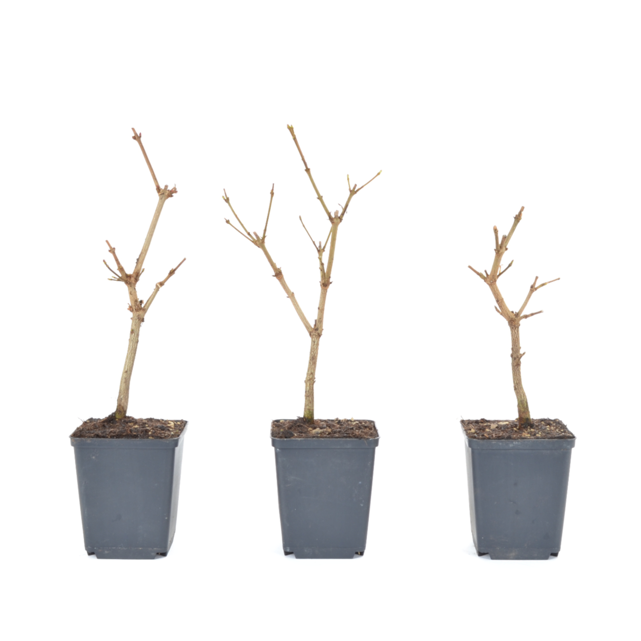Acer campestre