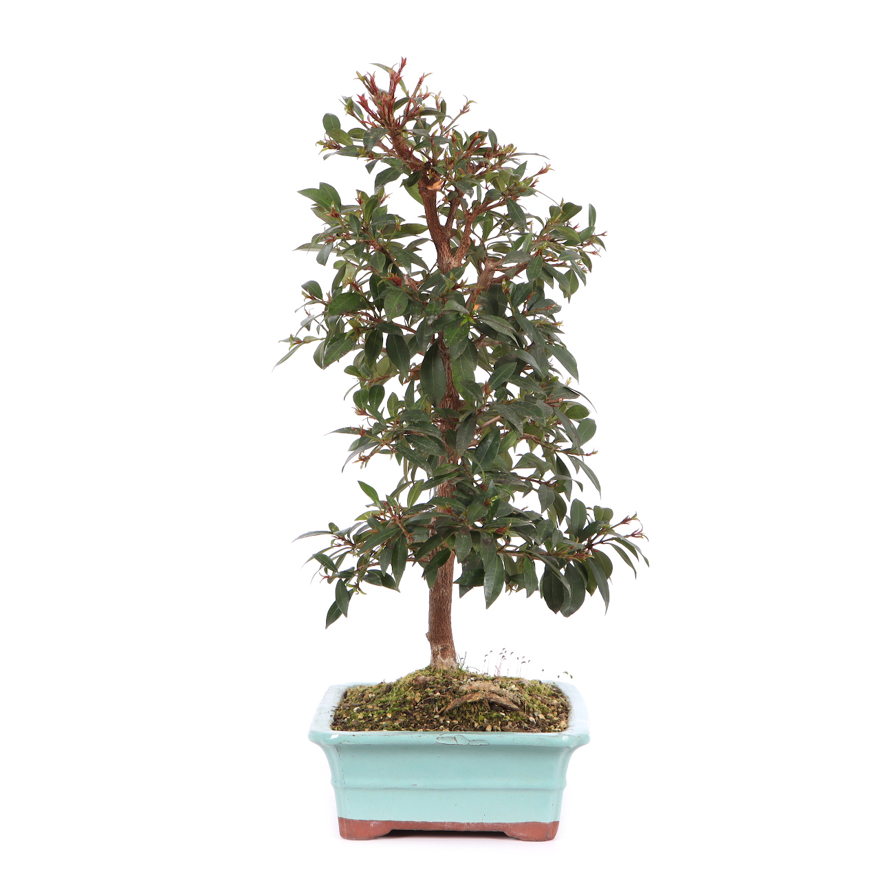 Syzygium paniculatum