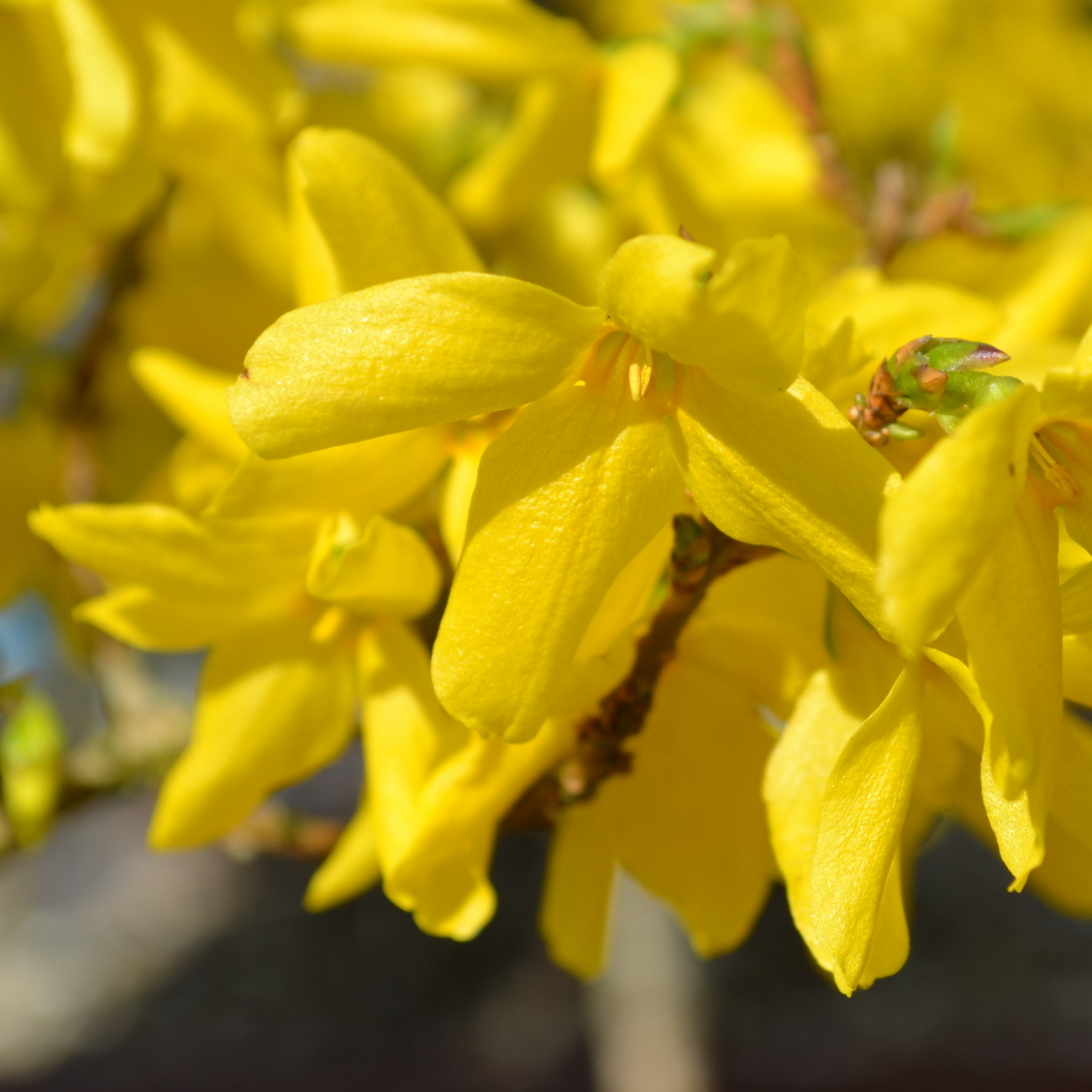 Blüte