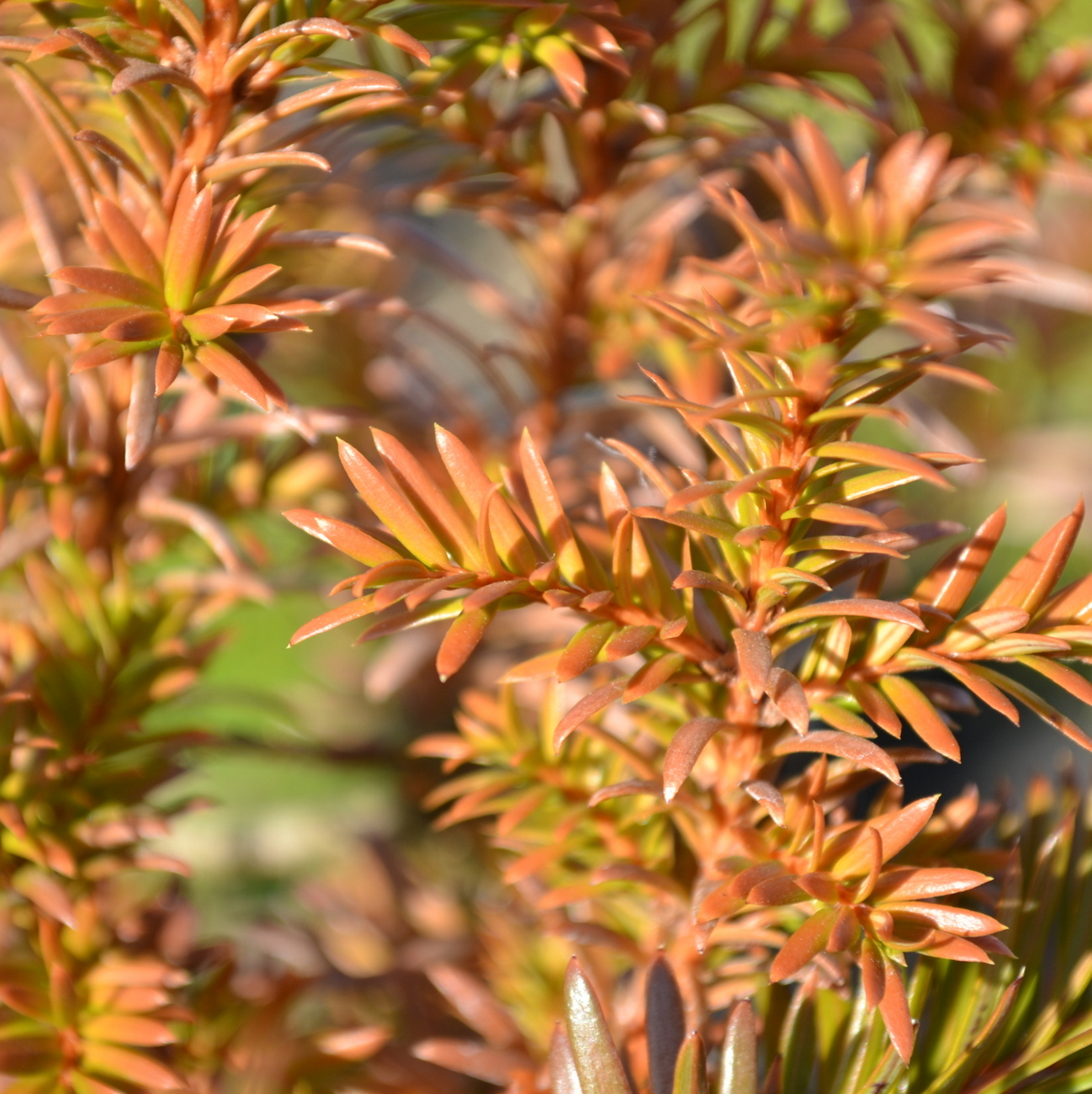 Herbstlaub
