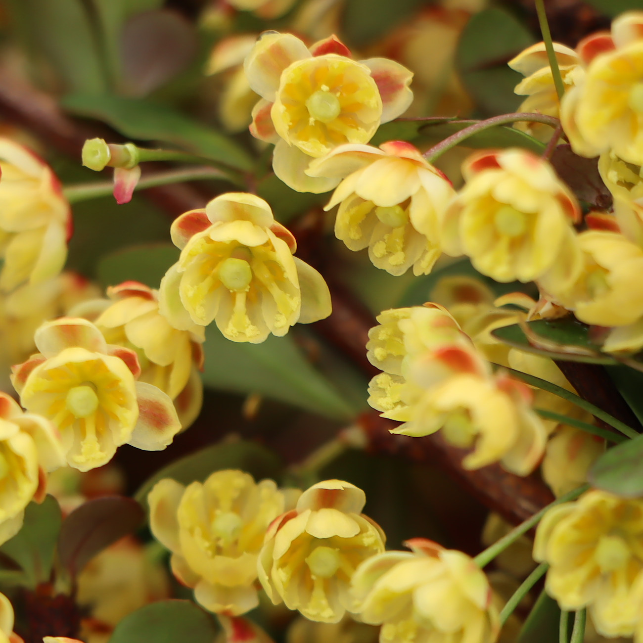 Berberis thunbergii 'Atropurpurea Nana'