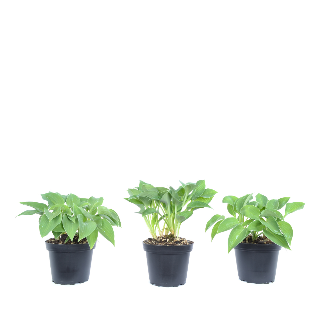 Hosta 'Blue Cadet'