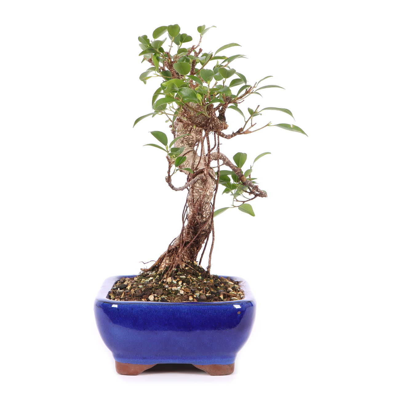 Ficus microcarpa 'Tiger Bark'