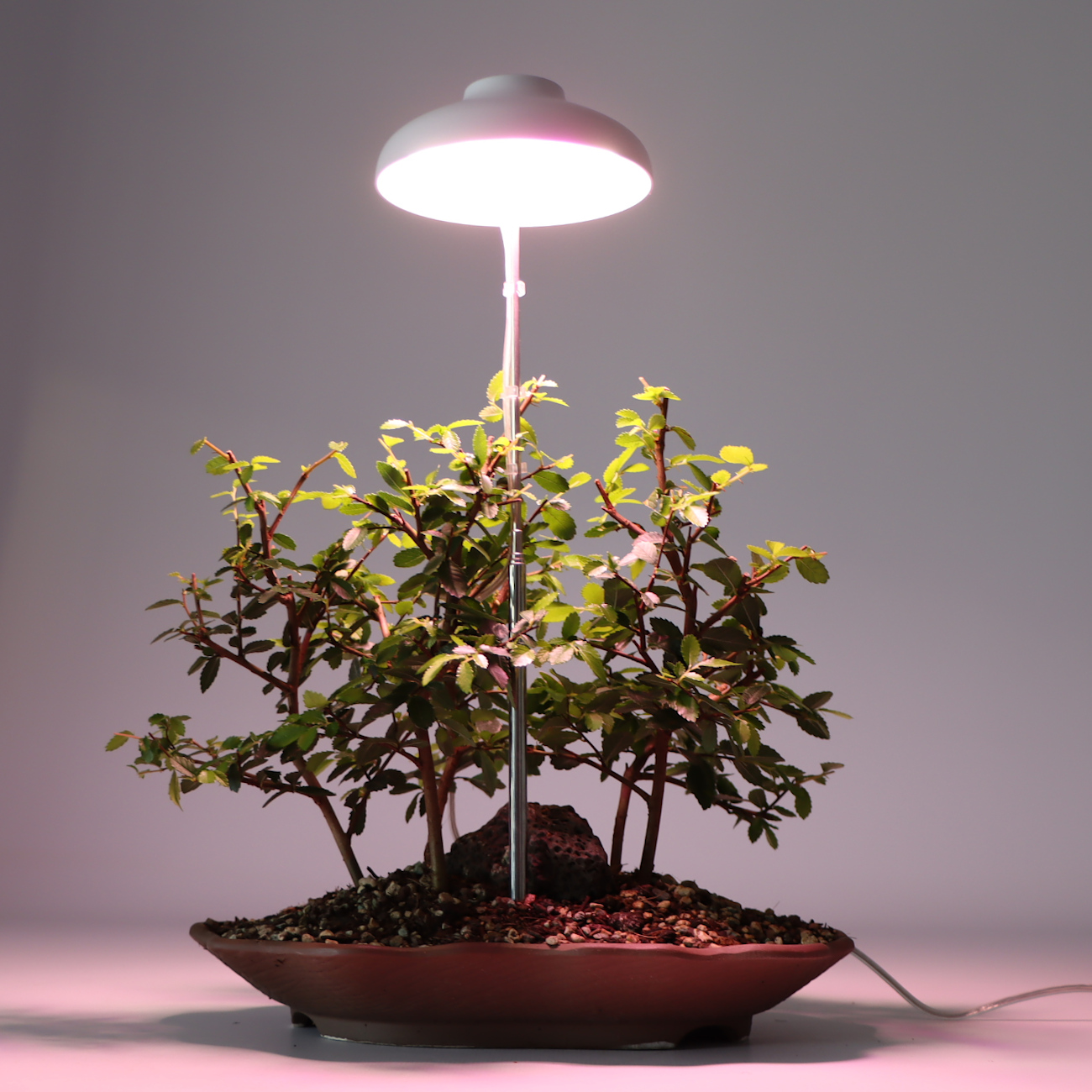 Pflanzenlampe zum Stecken