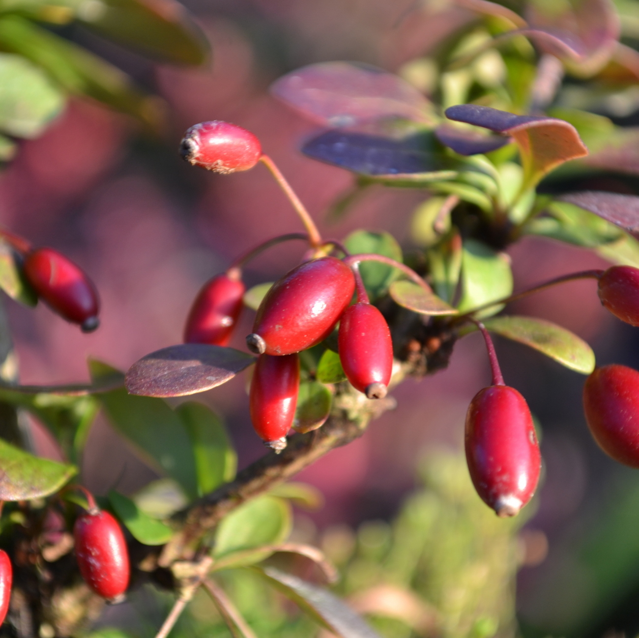 Frucht