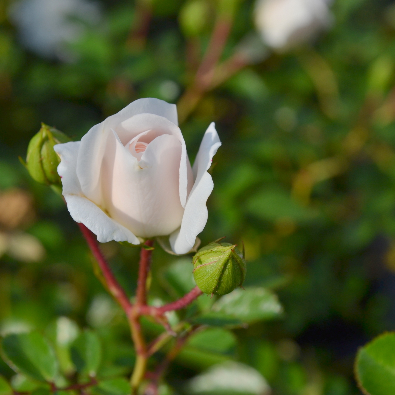 Blüte