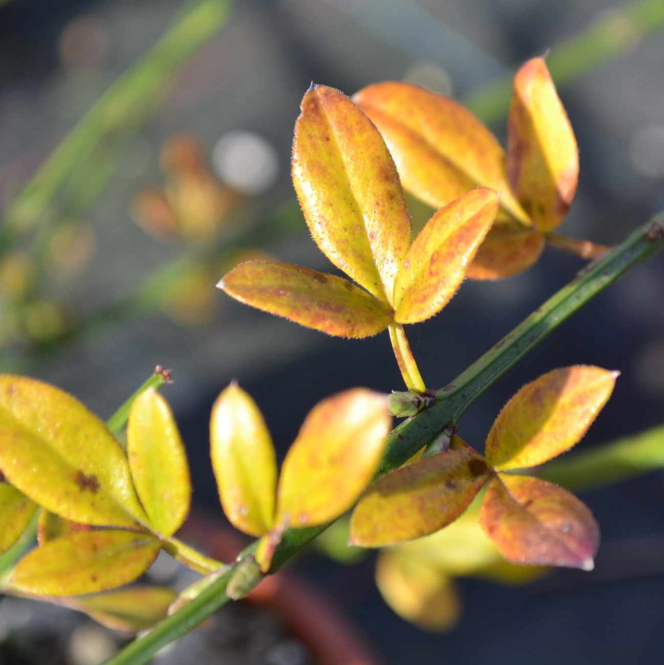 Herbstlaub