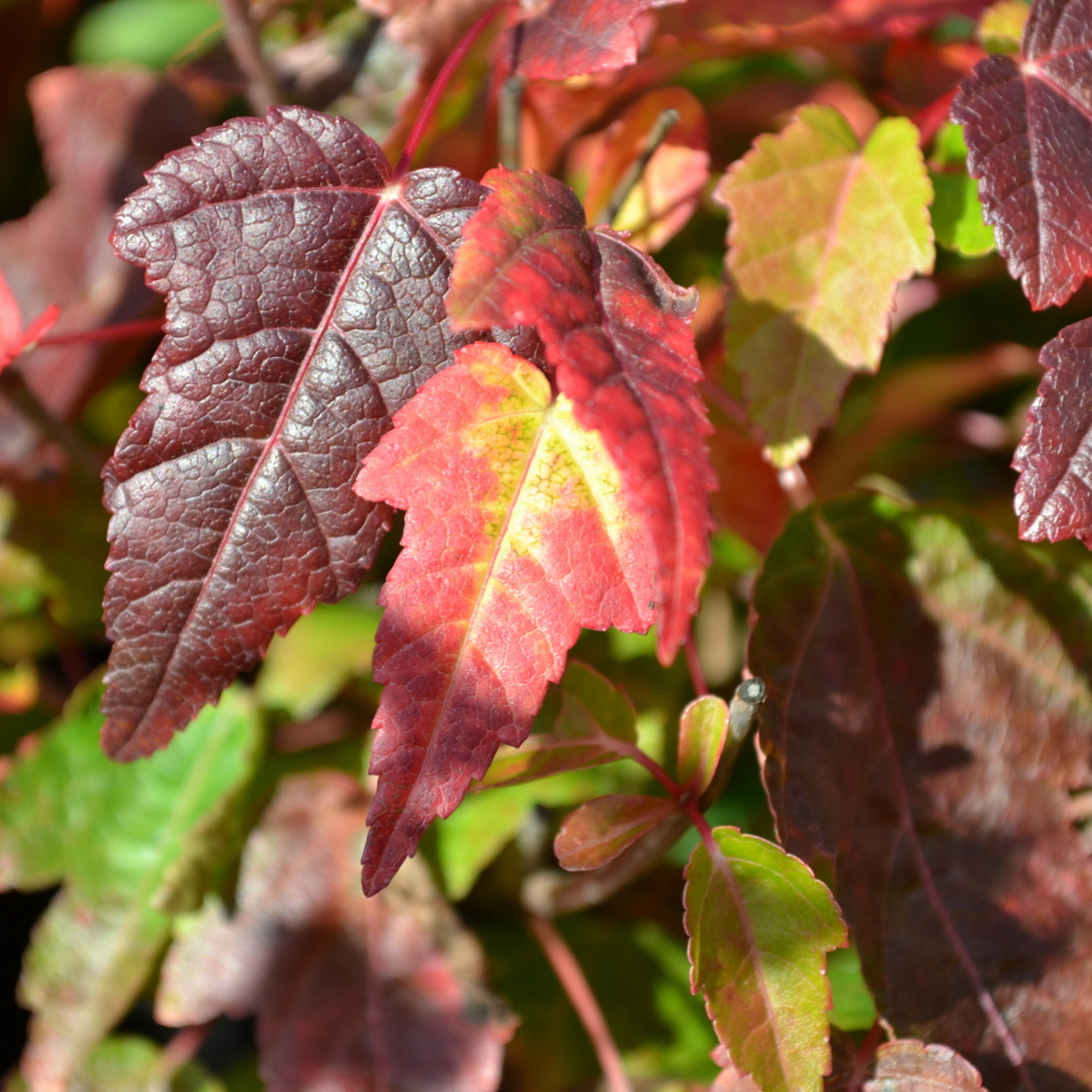 Herbstlaub