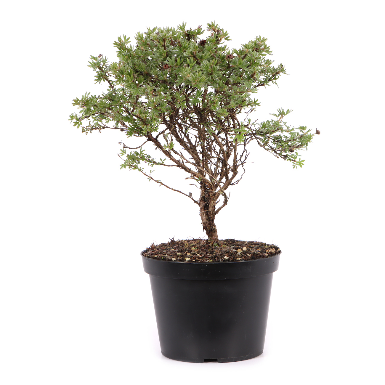 Potentilla fruticosa 'Kobold'