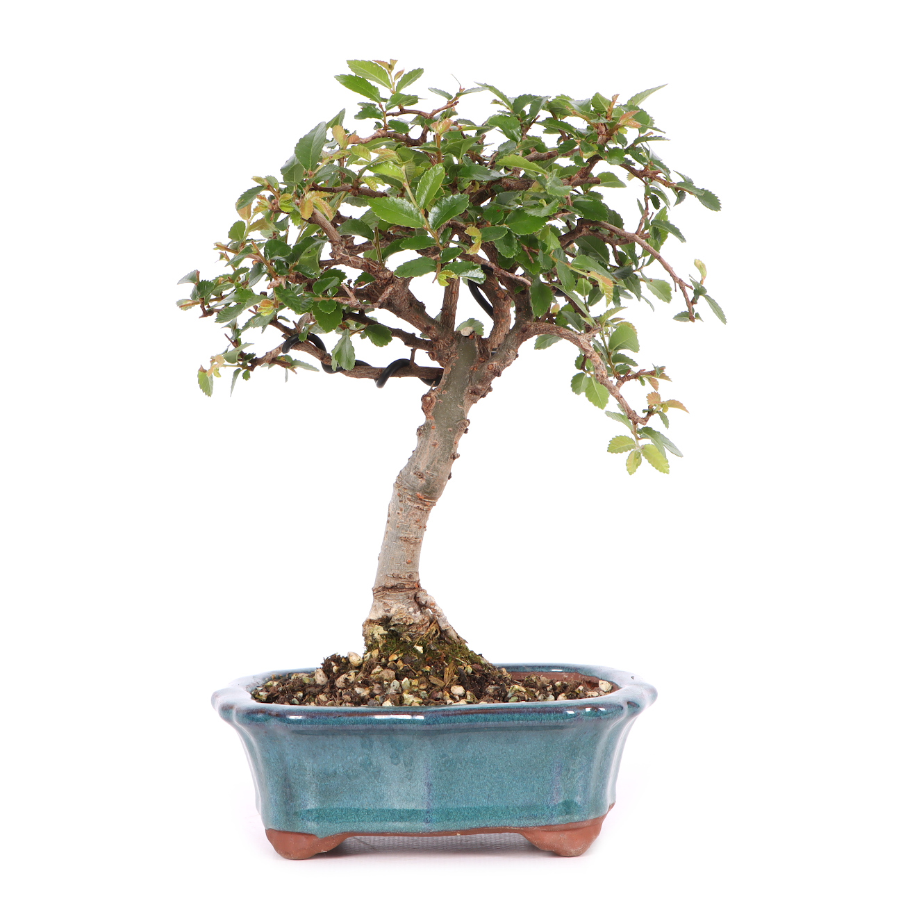 Ulmus parvifolia