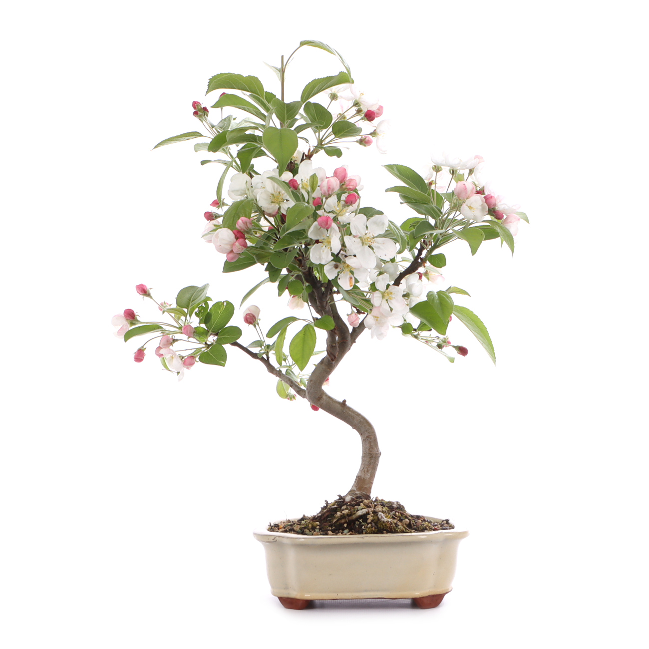 Malus spec.