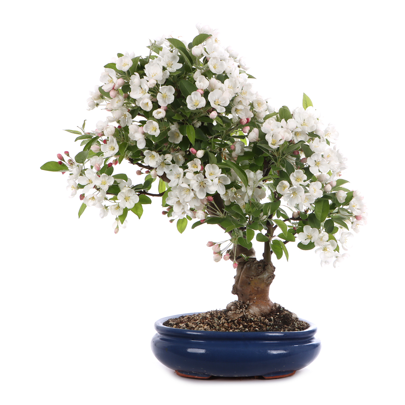 Malus spec.