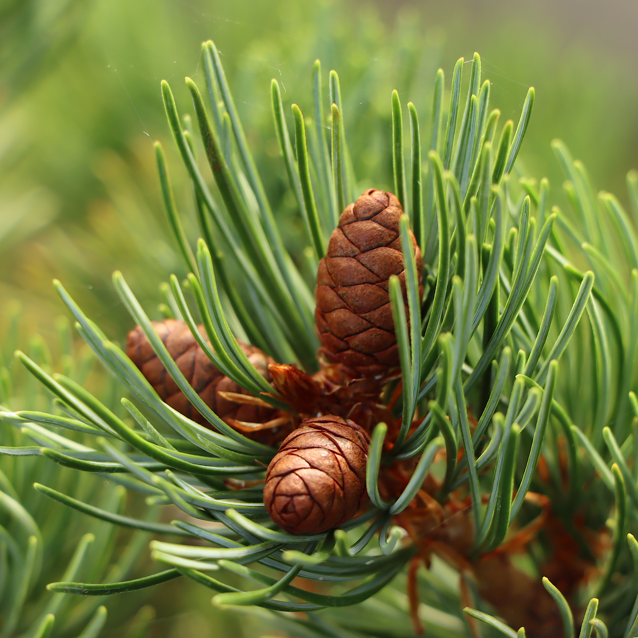 Pinus parviflora 'Glauca'