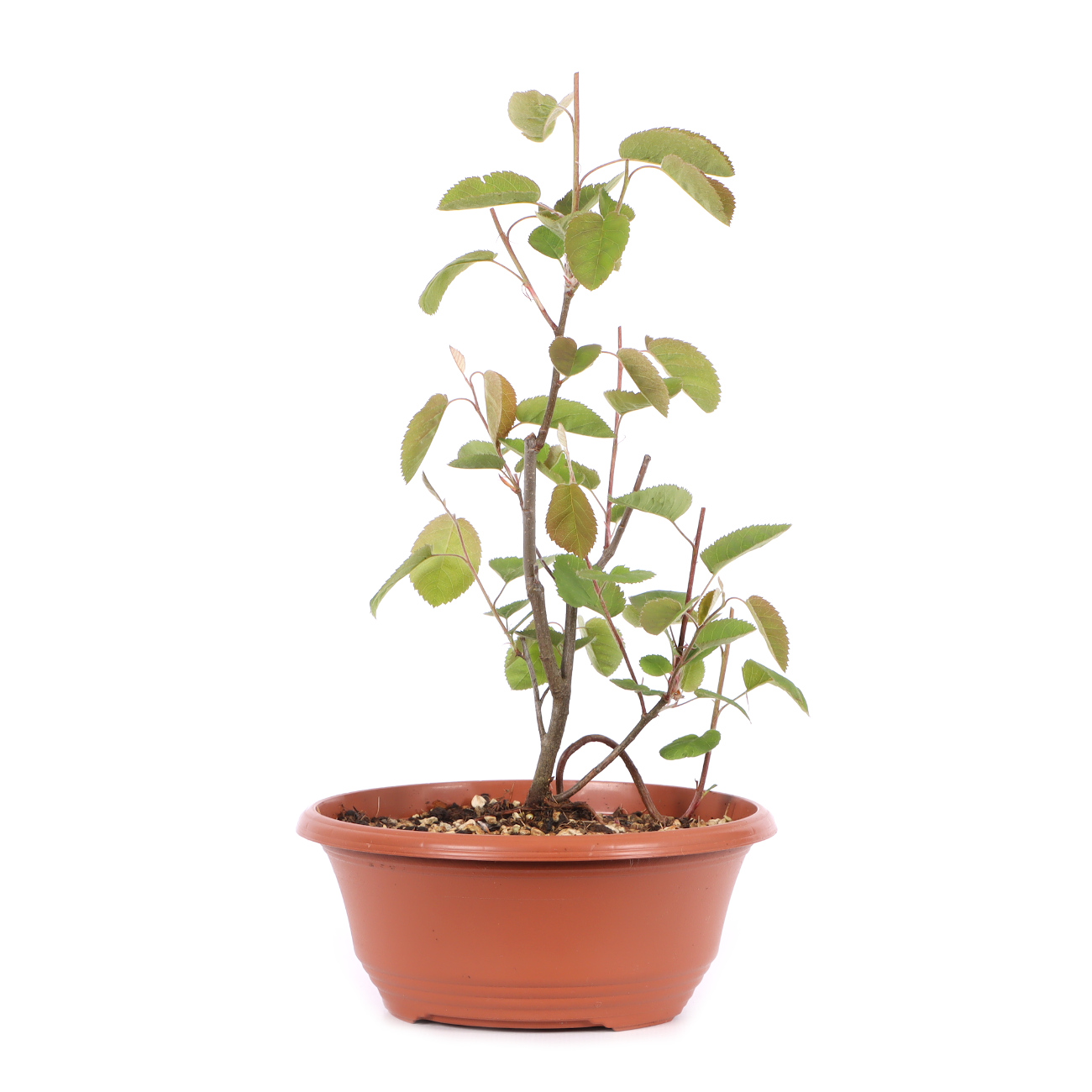 Amelanchier ovalis