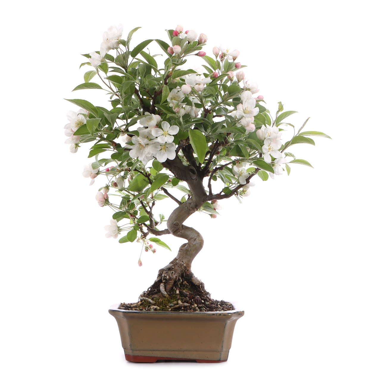 Malus spec.