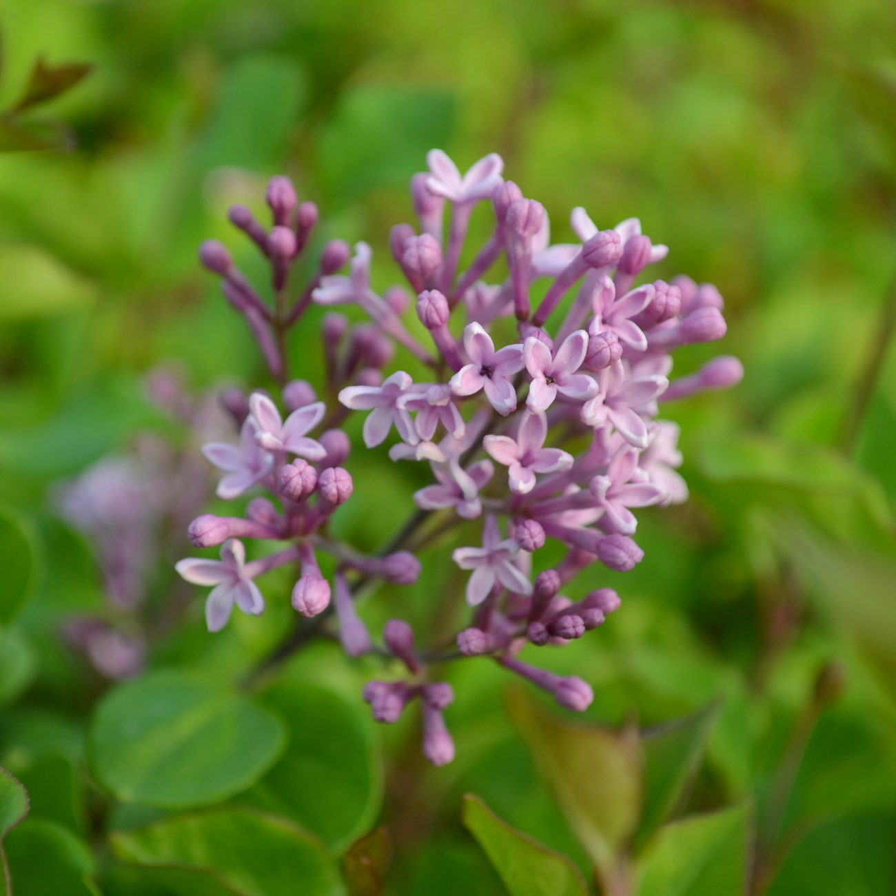 Blüte