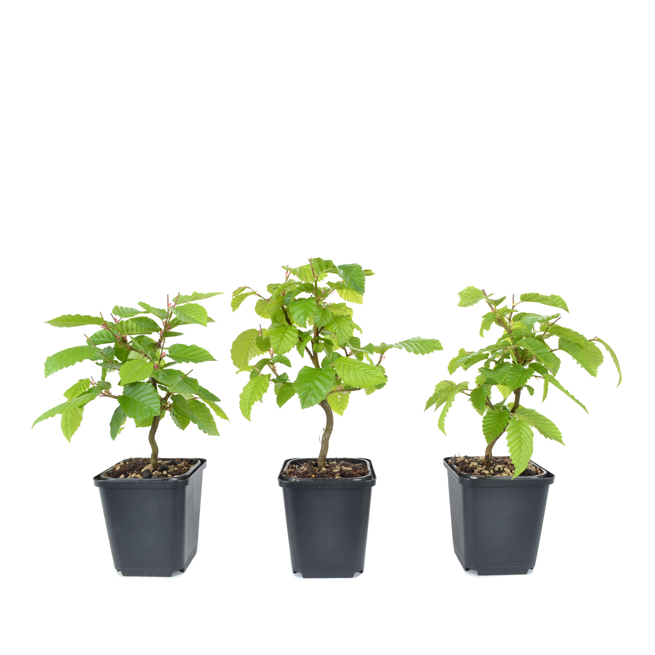 Carpinus betulus