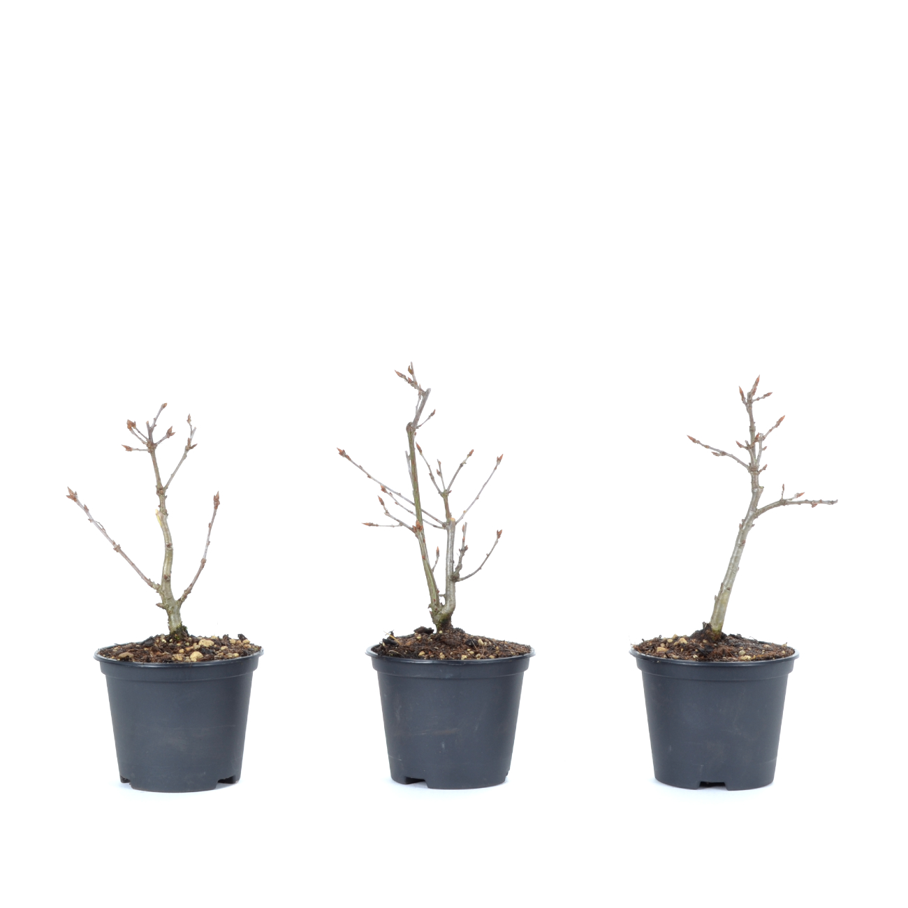 Quercus robur