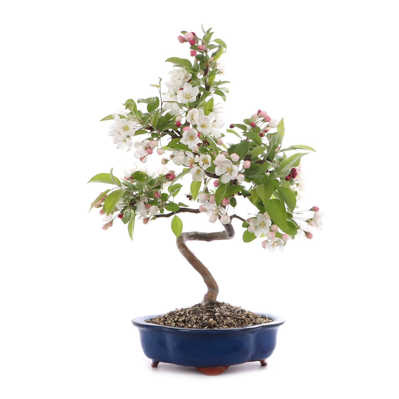 Malus spec.