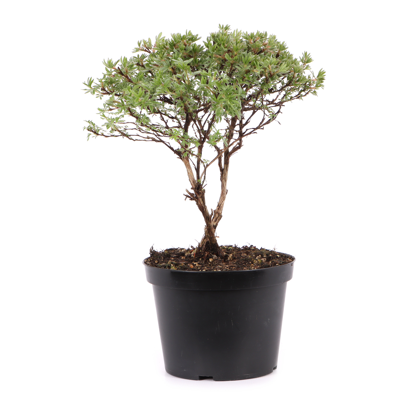 Potentilla fruticosa 'Kobold'