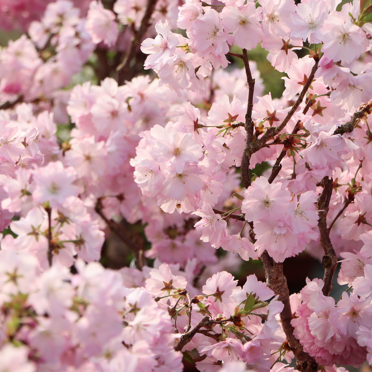 Blüte