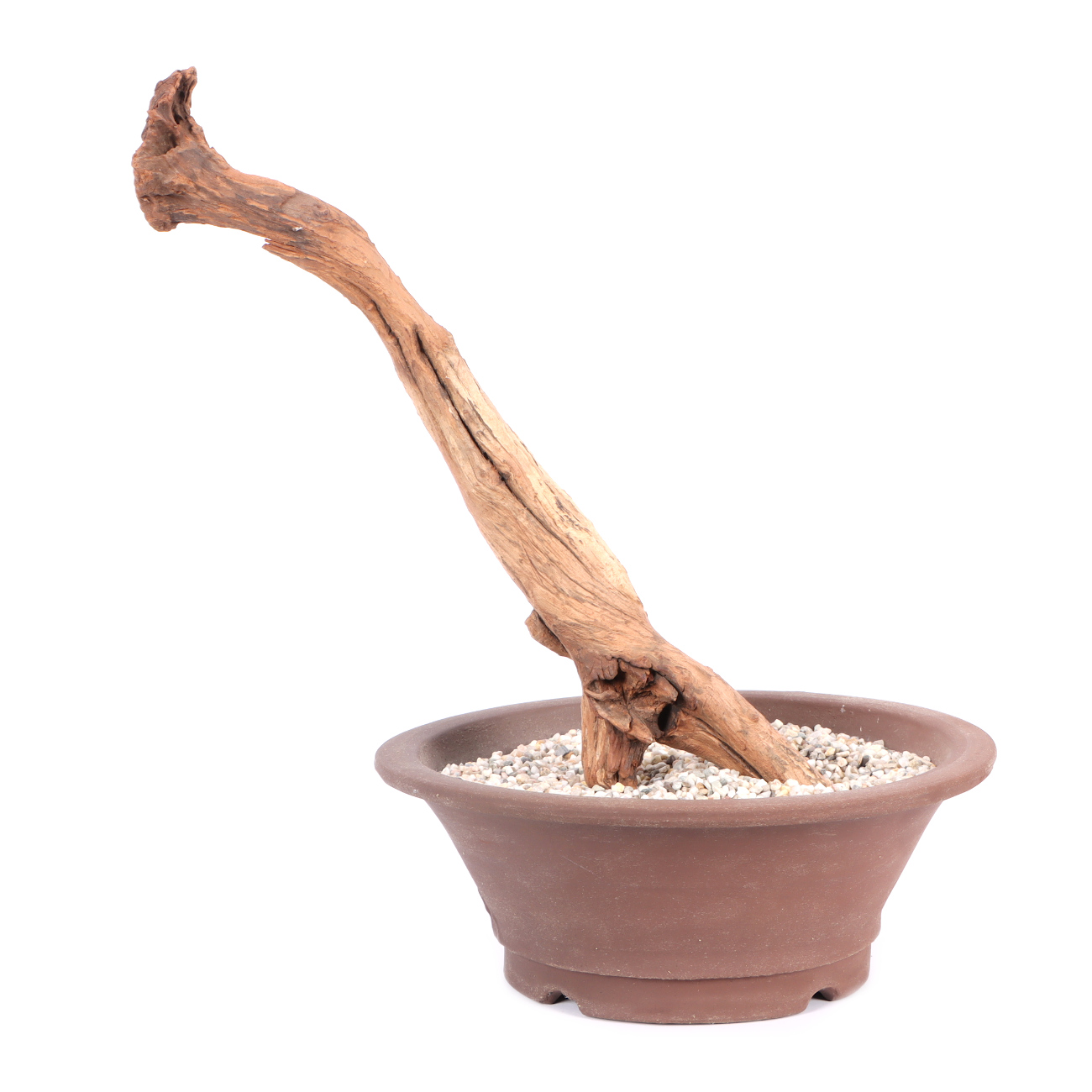 Tanuki-Holz