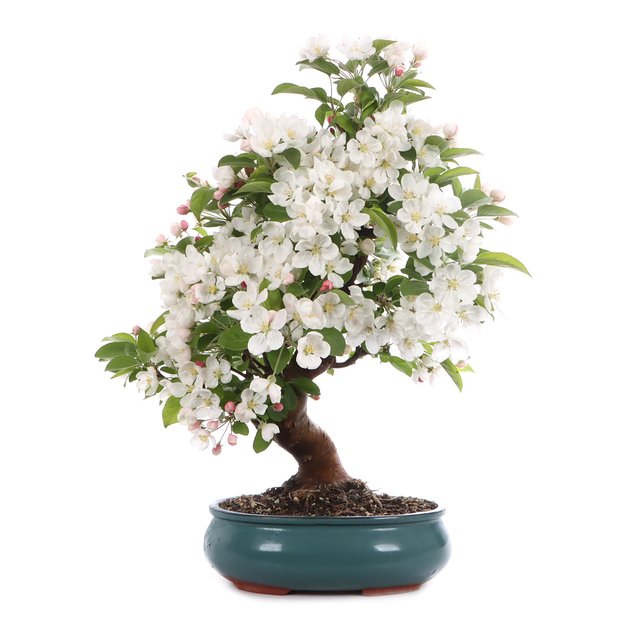 Malus spec.