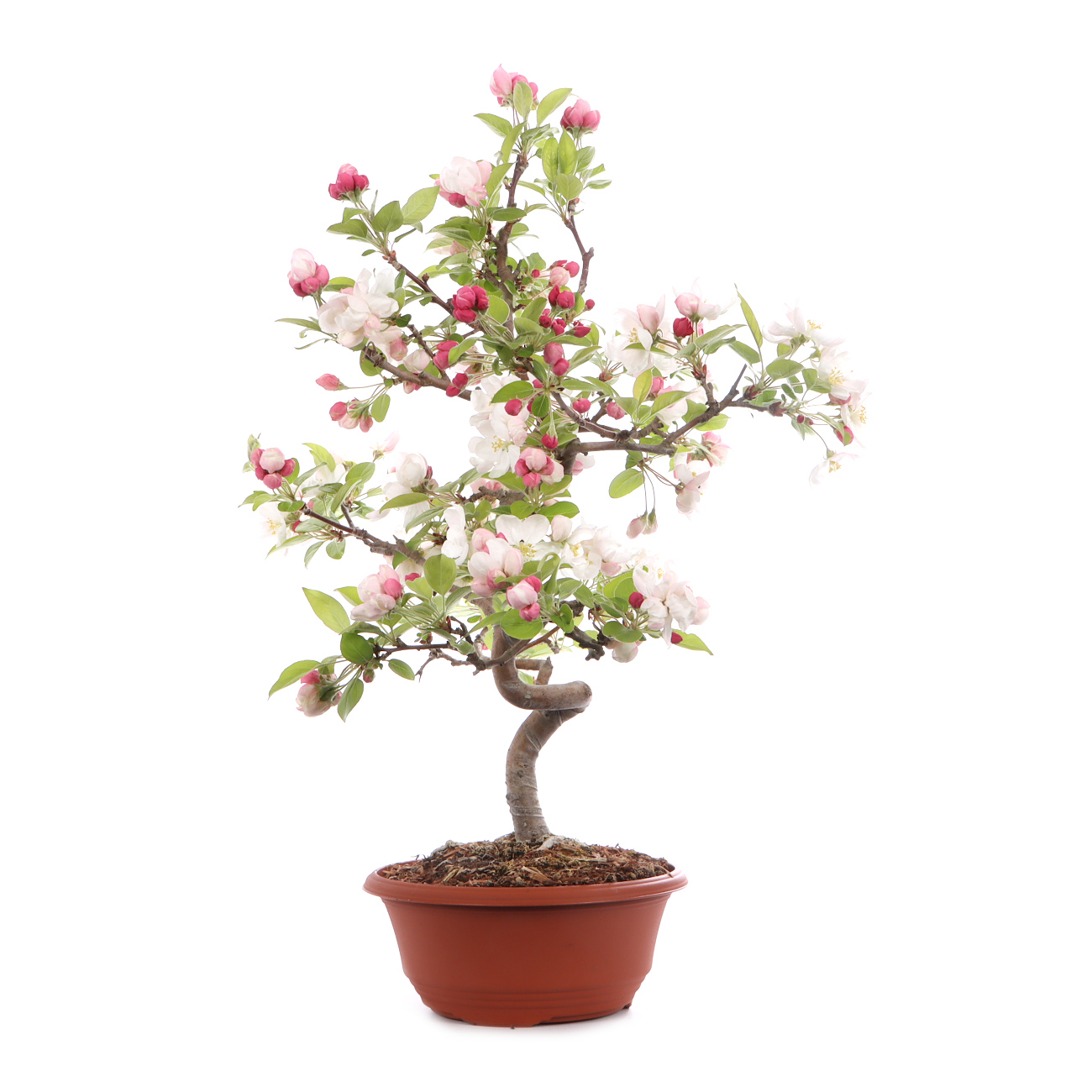 Malus spec.