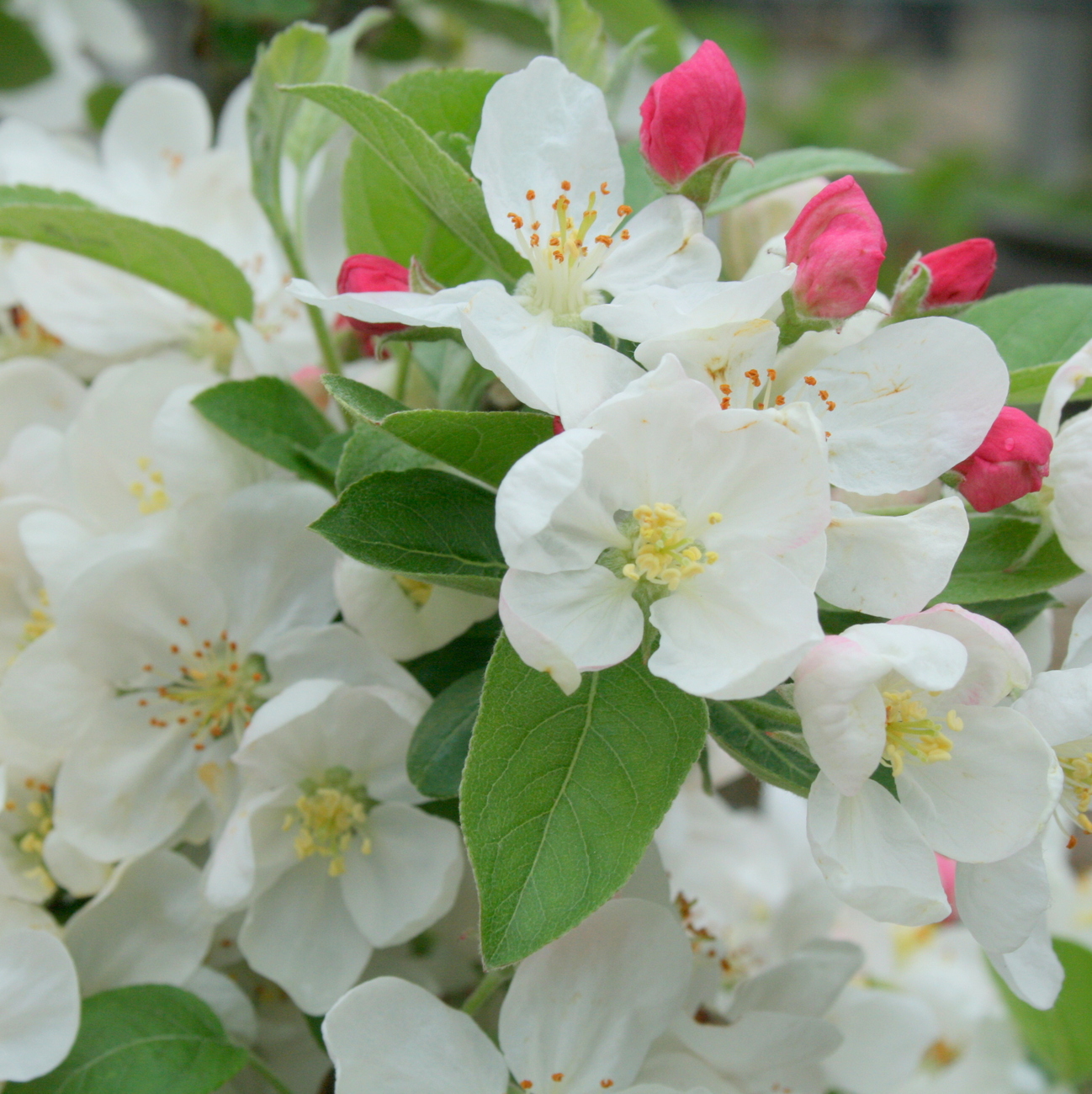 Blüte