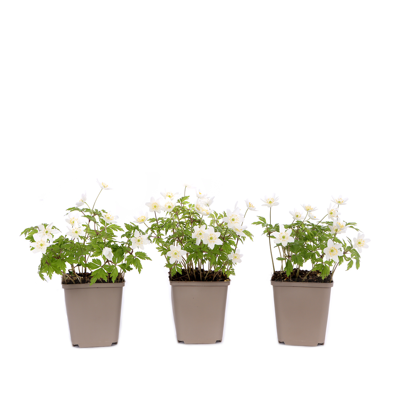 Anemone nemorosa