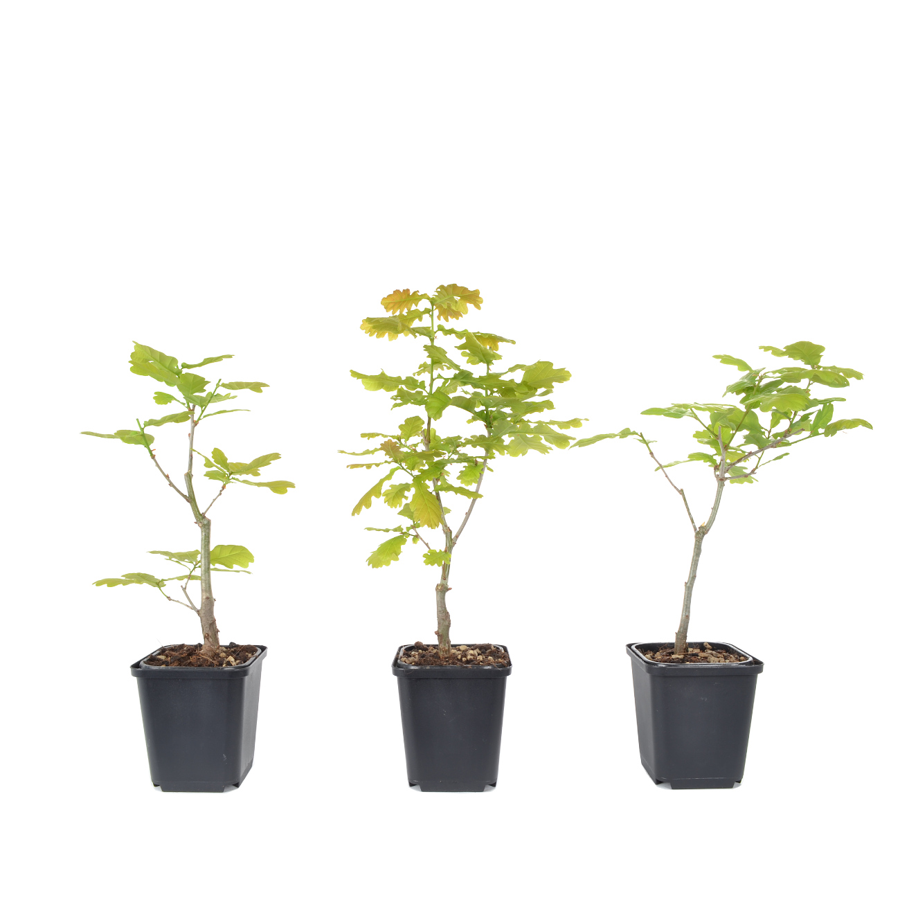 Quercus robur
