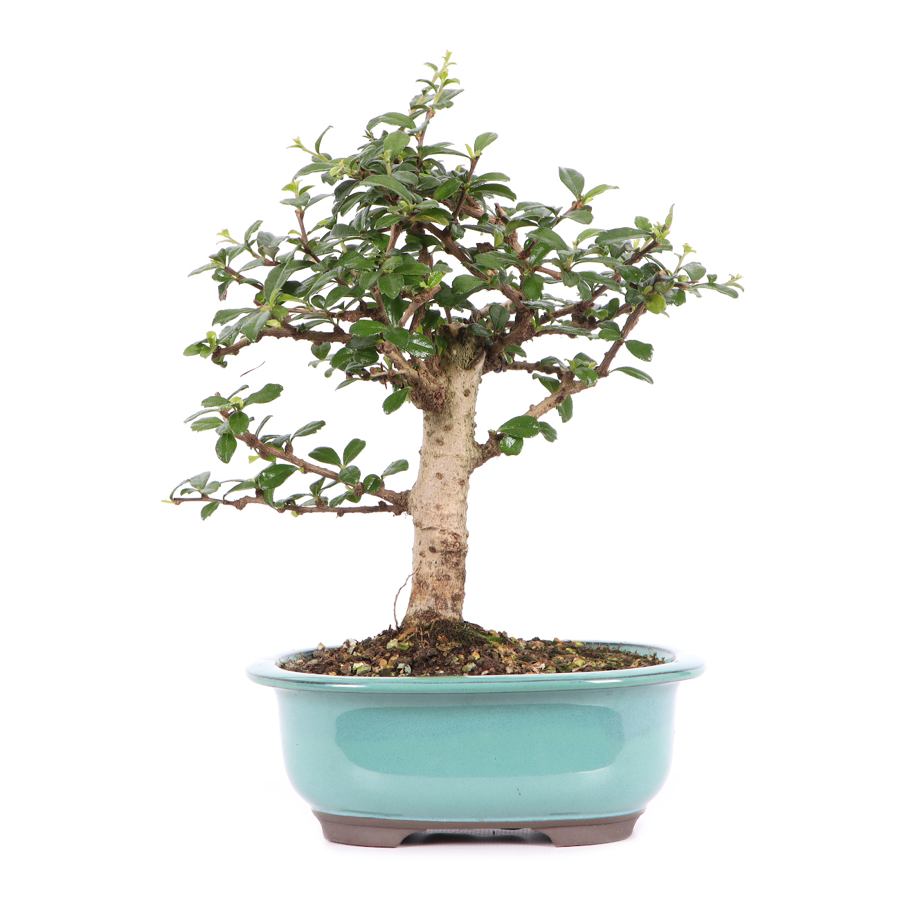 Carmona microphylla