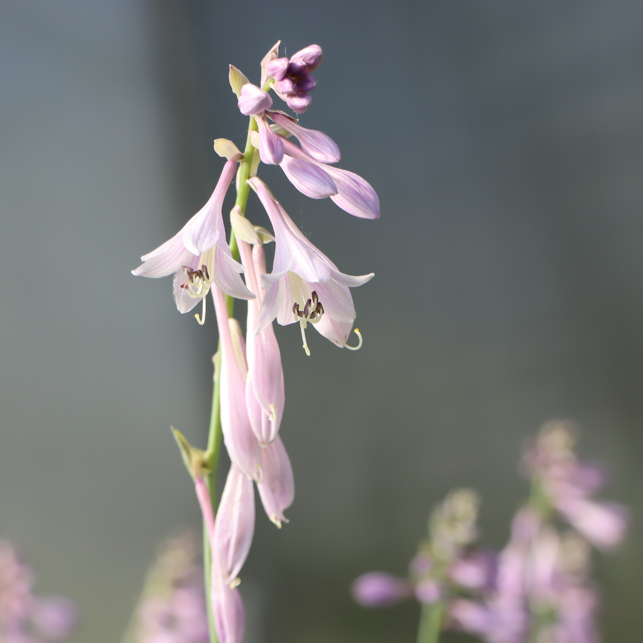Blüte